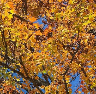 Fall Colors in Pennsylvania