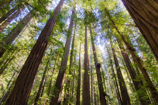 Visit the Avenue of the Giants | Things to do in Humboldt County