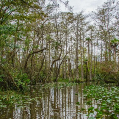A Visit to the Florida Everglades and the Big Cypress Reservation