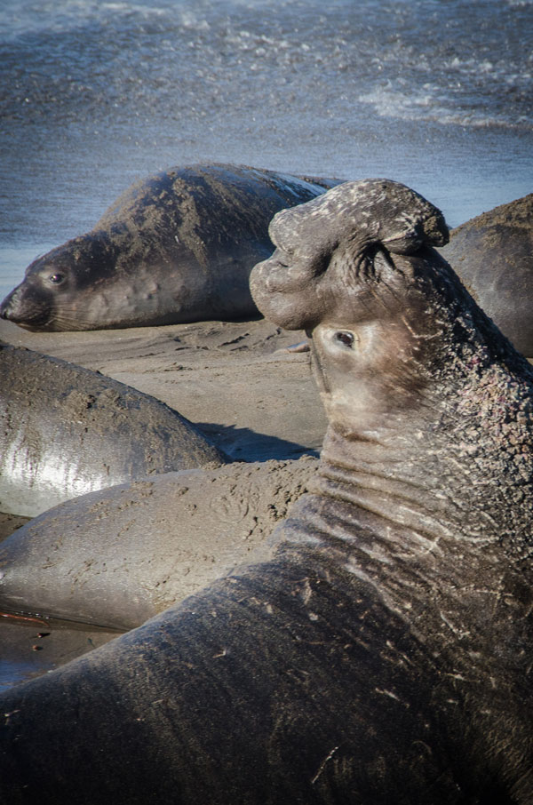 Elephant seals at Ano Nuevo State Park. Winter in California