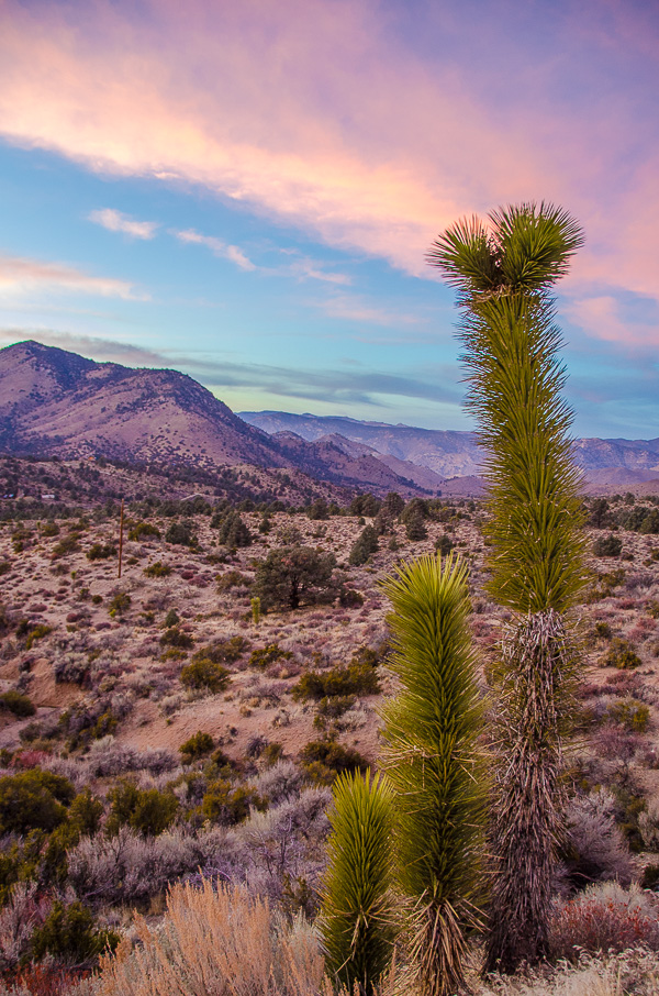 joshua-trees-winter-in-california-1