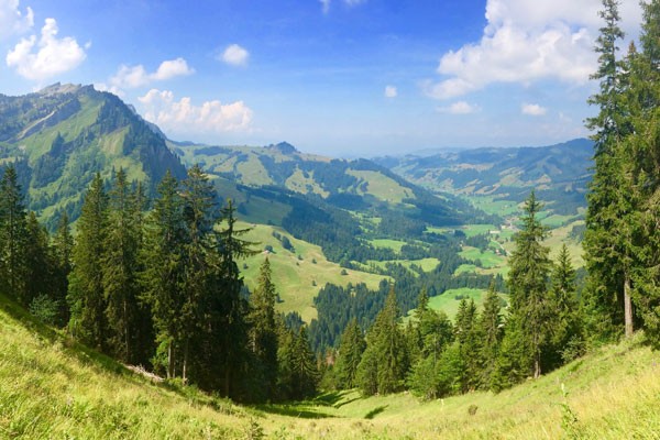 Making Swiss Cheese in the Swiss Alps