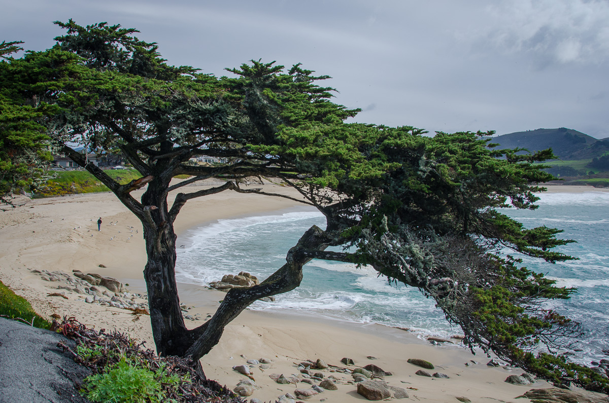 Cypress Tree on Carmel River State Beach, Carmel, California