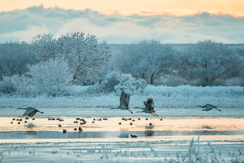 A Winter Photography Packing List - Snow geese in flight at Bosque del Apache, New Mexico