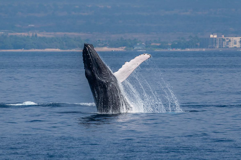 Whale watching in Maui, Hawaii