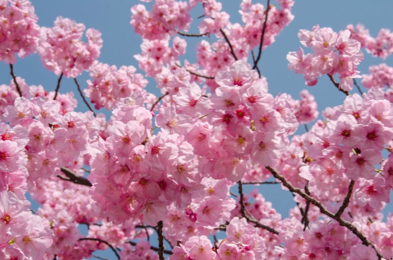 Cherry blossoms in Tokyo: Ueno Park