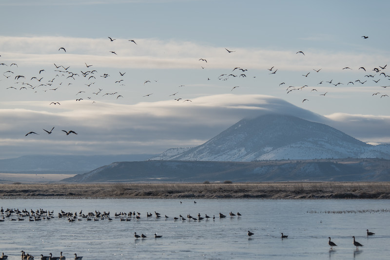 Bird watching in Klamath Falls, Oregon