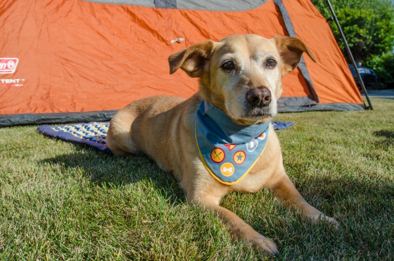 Tips for Camping With Dogs