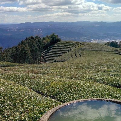 A Day in Japanese Tea Country: Visiting a Tea Farm Near Kyoto, Japan
