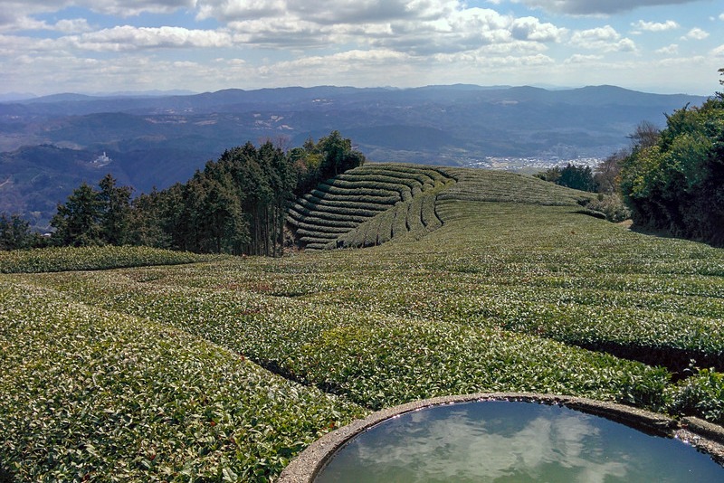 Visiting a Japanese green tea plantation: Obubu Tea Farm near Kyoto, Japan